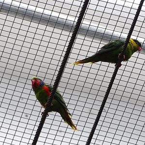 Red-flanked lorikeet  (Hypocharmosyna placentis)