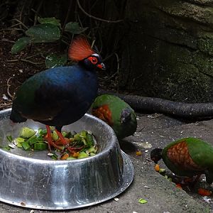 Crested partridge (Rollulus rouloul)