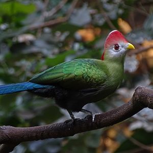 Red-crested turaco (Tauraco erythrolophus)