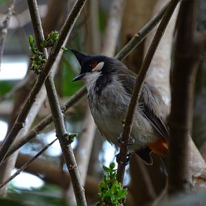 Red-whiskered bulbul (Pycnonotus jocosus)