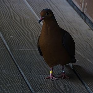 Socorro dove (Zenaida graysoni)