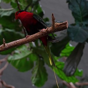 Mount Goliath stelle lory (Charmosyna stellae goliathina)