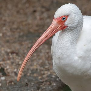 American white ibis (Eudocimus albus)