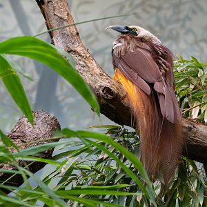 Raggiana bird-of-paradise (Paradisaea raggiana)
