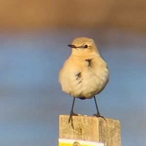 Isabelline wheatear (Oenanthe isabellina)