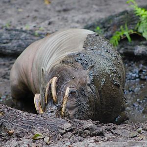 Mentari the Babirusa (Babyrousa celebensis)