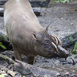 Mentari the Babirusa (Babyrousa celebensis)