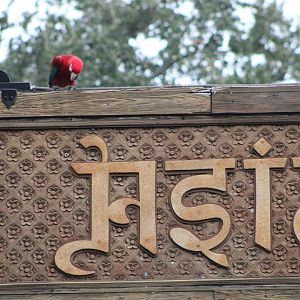 “Lost” Macaw (Ara chloropterus)