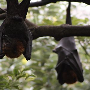 Large Flying Foxes (Pteropus vampyrus)