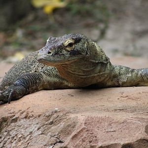 Komodo Dragon (Varanus komodoensis)