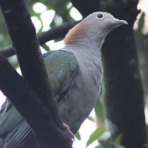 Green Imperial Pigeon (Ducula aenea)
