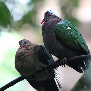 Common Emerald Doves (Chalcophaps indica)