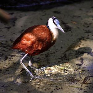 African Jacana (Actophilornis africanus)