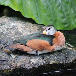 African Pygmy Goose (Nettapus auritus)