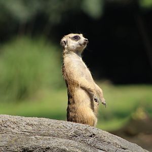 Meerkat (Suricata suricatta)
