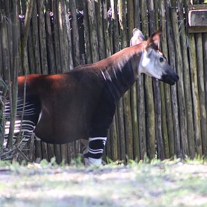 Elijah the Okapi (Okapia johnstoni)