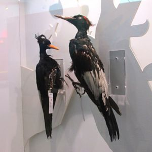 Imperial Woodpeckers, male and female