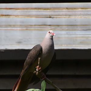 Pink pigeon