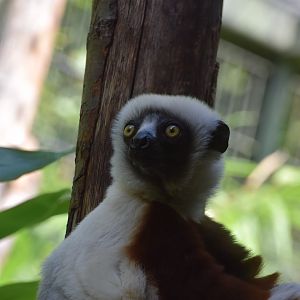 Coquerel sifaka