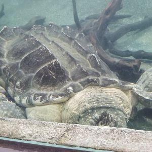 Alligator Snapping Turtle