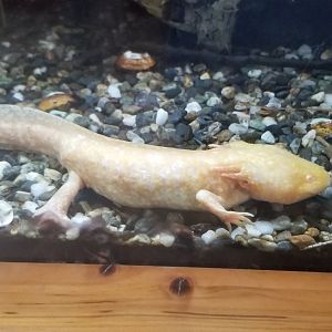 Axolotl