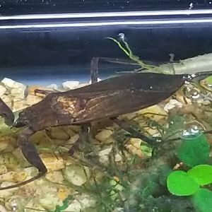 Water Scorpion