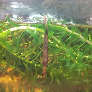 Water Stick Insect