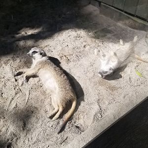 Meerkat