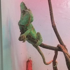 Veiled Chameleon