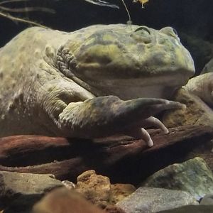 Buddgett's Frog