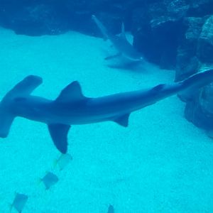Scalloped Hammerhead