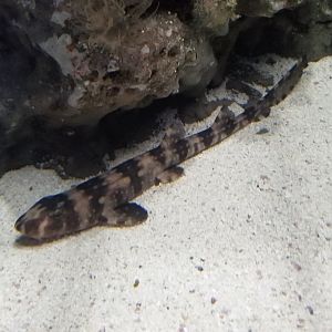 Young Whitespotted Bamboo Shark