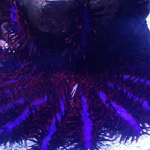 Crown-of-thorns Starfish