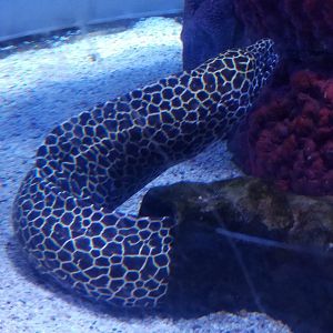 Honeycomb Moray