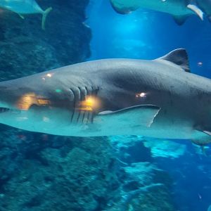 Grey Nurse Shark