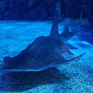 Shark Ray