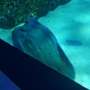 Napoleon Wrasse