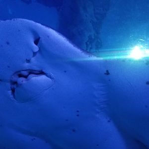 Bowmouth Guitarfish Close-up