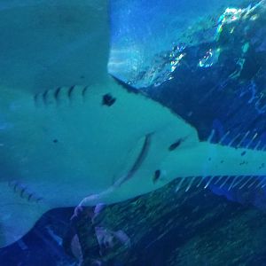 Largetooth Sawfish Close-up