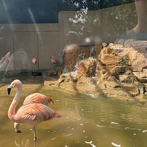 Galapagos - Chilean Flamingo Indoor Exhibit