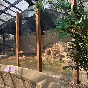 Galapagos - Indoor Chilean Flamingo Exhibit