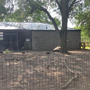 Galapagos - Galapagos Giant Tortoise Exhibit