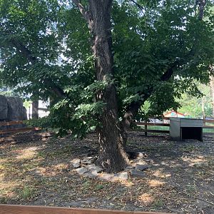 Americas - Red-Footed Tortoise Exhibit