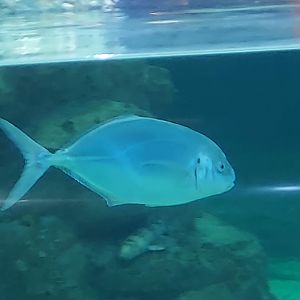 White Trevally
