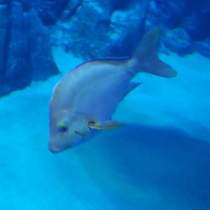 Humpback Red Snapper