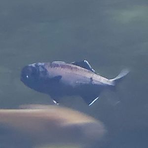 Splitfin Flashlightfish