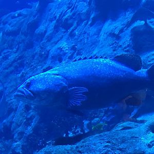 Giant Grouper
