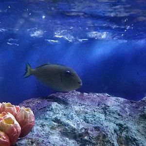 Crosshatch Triggerfish