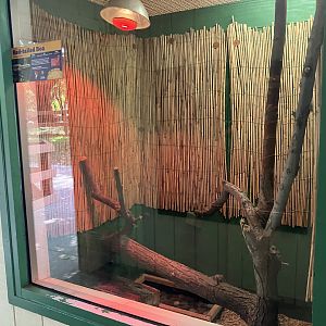 Americas - Red-Tailed Boa Exhibit