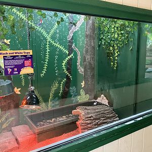 Americas - Argentine Black & White Tegu Exhibit